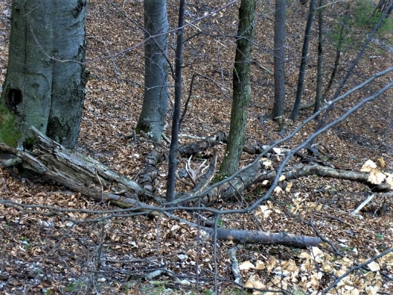 Dozber tých väčších...