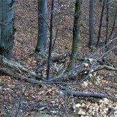 Dozber tých väčších...