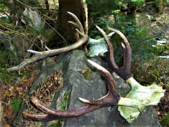 Dva v jednom potoku...