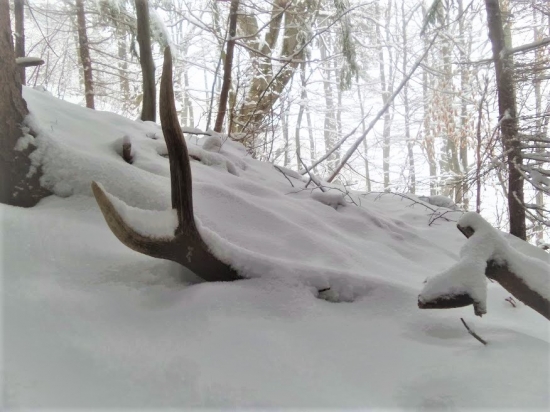 V tichu tajomného lesa...