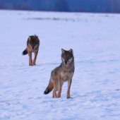 Vlci na love.(foto z videa)