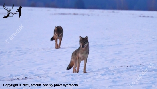 Vlci na love.(foto z videa)