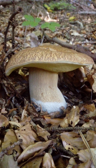 Váhu mal dobrú cez 1,23 kg...