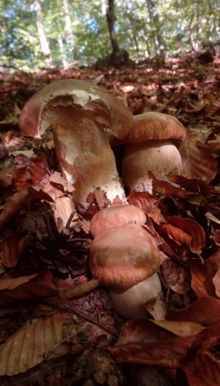 Aj slimák ochutnal ...