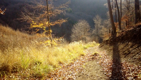 Lesná cesta...