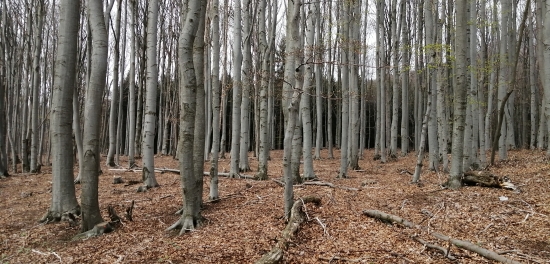 Bukovina...