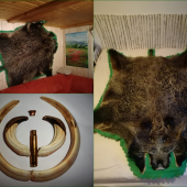 Životný