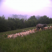 Prvý pohľad? Nie,nie nieje to medveď!