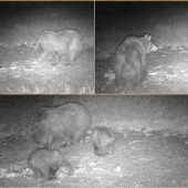 Veľmi veľká mama!!!!