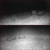 Ležiačky chutí najviac