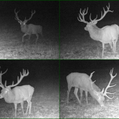 Kapitálny, po ruji!!!