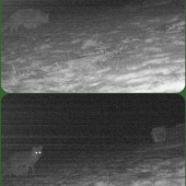 Líška alebo niečo iné