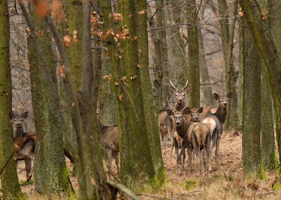 JELENIA ZVER