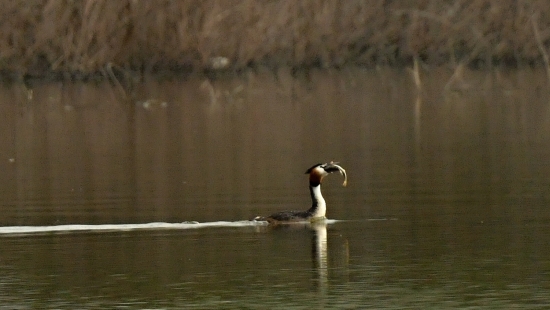 potapka