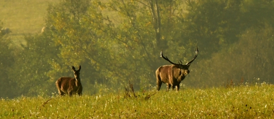 ruja 2019