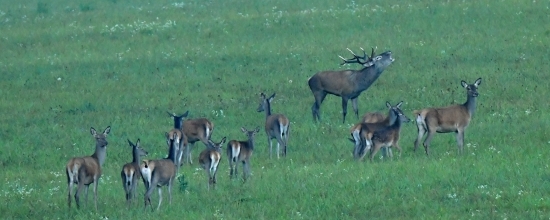 ruja 2019
