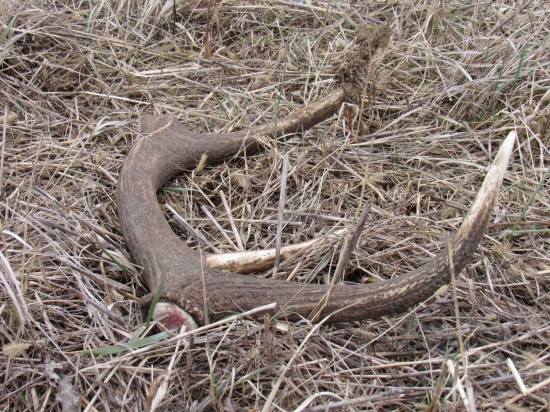 Škoda že zlomený..