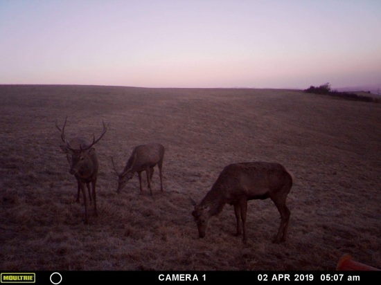 Cervus elaphus