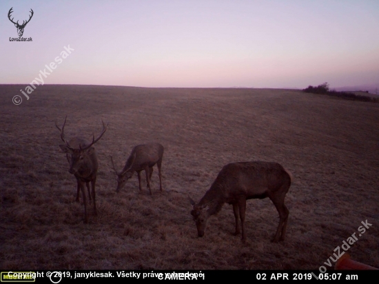 Cervus elaphus