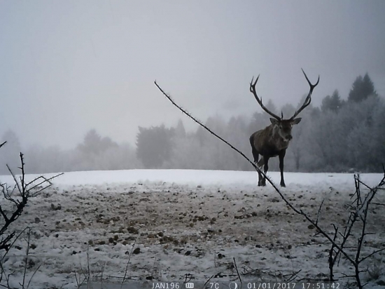Cervus elaphus montanus