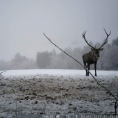 Cervus elaphus montanus