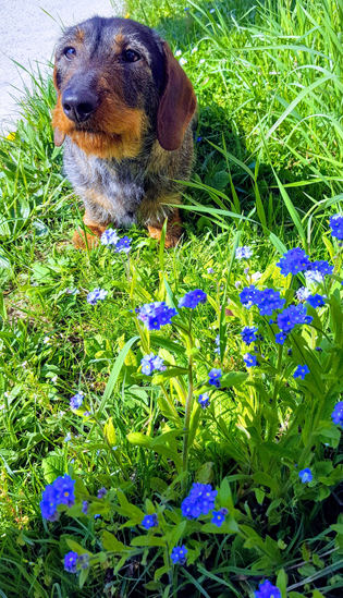 Bella