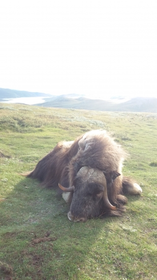 Z vrcholků hor jezera Assivisuit, Grónsko