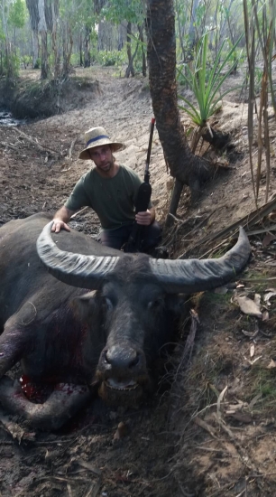 Australský vodní bůvol