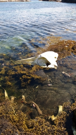 Lebka na břehu..... kdo pozná?