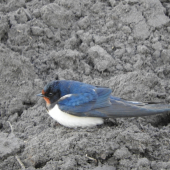 Společnice pod posedem