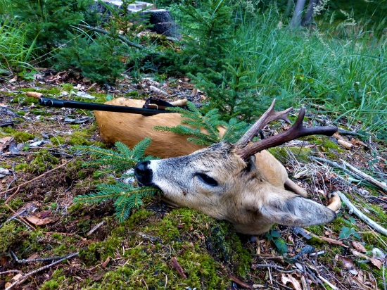 Horský srnec 2
