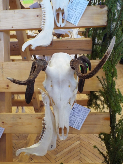 Raritné trofeje na CHP ZA,BY