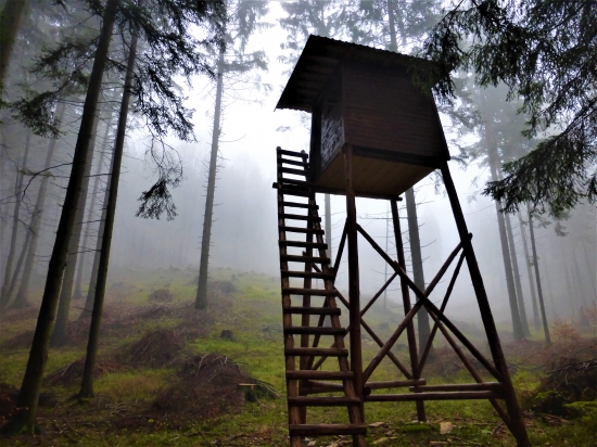 Ako hmla pomohla jeleňovi