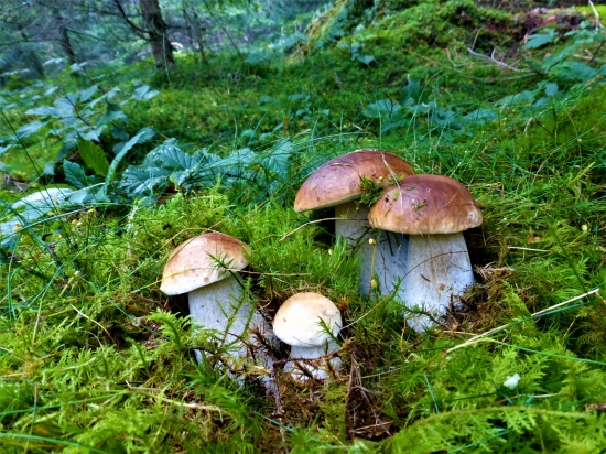 Keď srdce hubára zaplesá