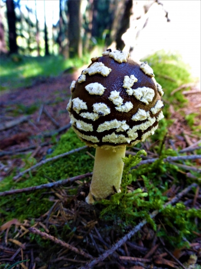 Muchotrávka tigrovaná