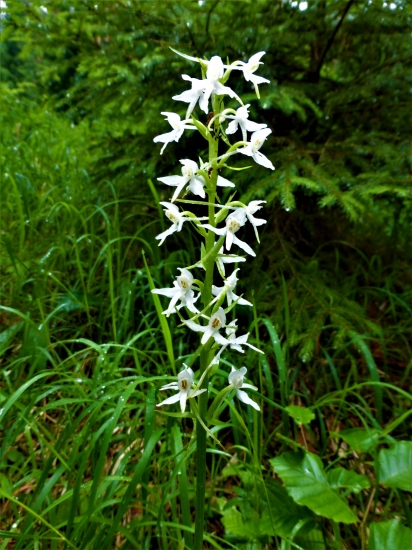 Vemenník dvojlistý