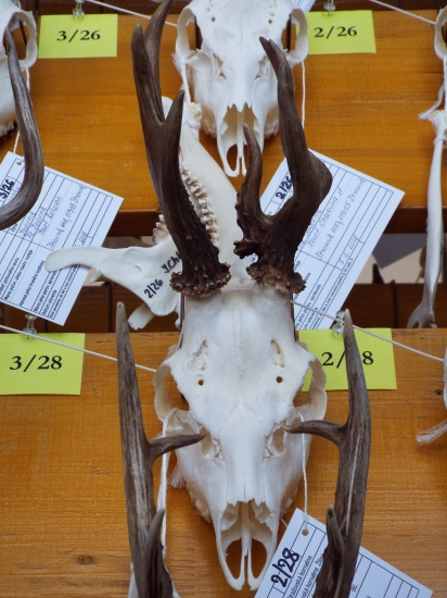 Raritné trofeje na CHP ZA,BY