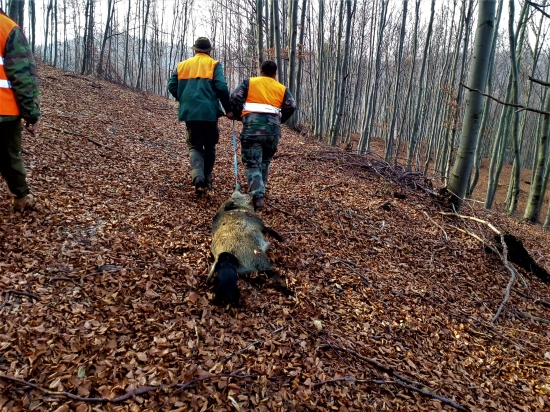 Keď pomáha patterdale teriér