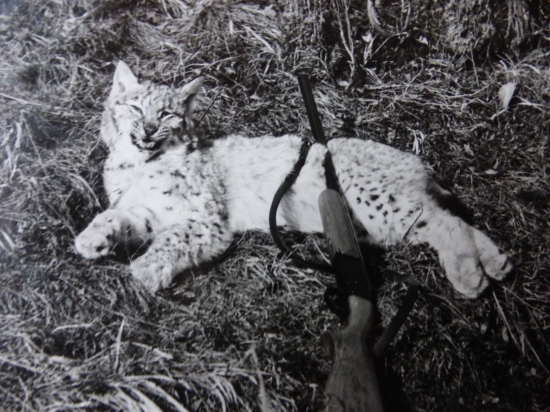 Keď čakáš na líšku