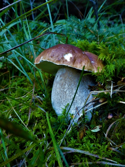 Ďalší do košíka