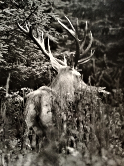 Strážovský 20-torák