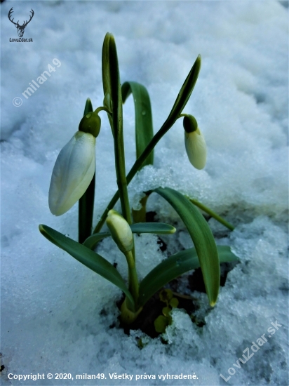 Otužilá snežienka