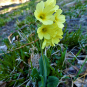 Prvosienka vyššia