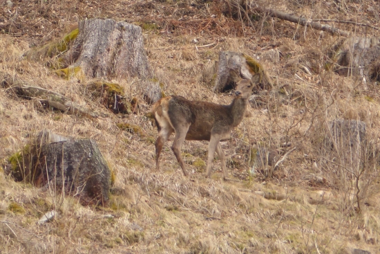 Jelenička