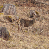Jelenička