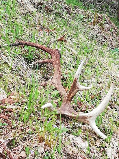 Veľké majove šťastie
