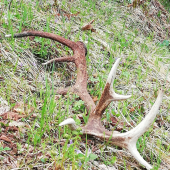 Veľké majove šťastie