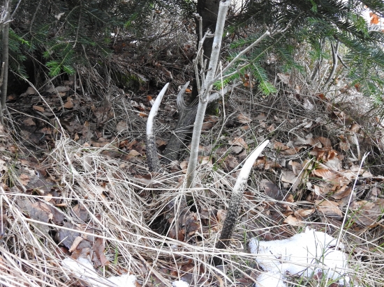 Po troch rokov sa našiel.