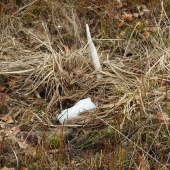 dľžka 87cm