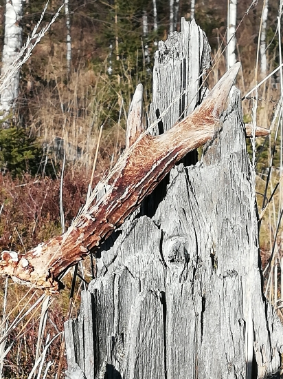 Pre Pavla, druhý v živote